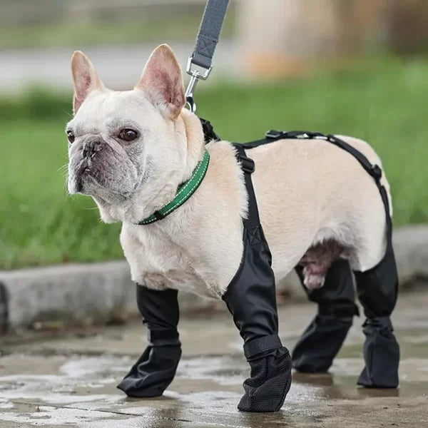 sapatos para seu cão